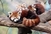 Crvene pande iz zagrebačkog ZOO-a čekaju da im date ime