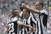 Juventus 29. put prvak Italije; pet golova Klosea za Lazio