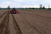 Есенската суша продолжува, состојбата со земјоделските посеви загрижувачка