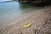 Usred ljetne sezone: Plaža na Mljetu onečišćena fekalijama