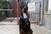 Poklanja se mladi doberman! Aktivan je, zaigran i odan pas