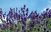 Lavanda i neven iz Srebrenice u prodaji širom BiH